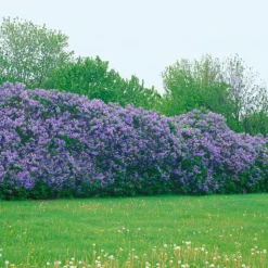 Omnia Garden Syrén 30-50cm