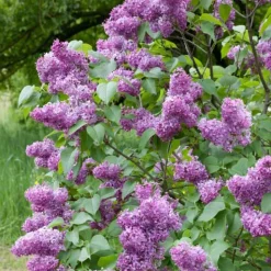 Prydnadsbuskar|Odling & Trädgårdsskötsel*Omnia Garden Syrén 50-80cm 2-4 Grenar