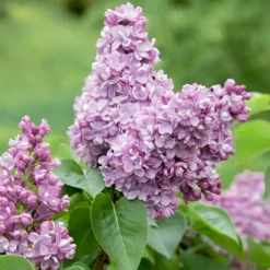 Odling & Trädgårdsskötsel|Häckplantor*Omnia Garden Syrén 20-40cm Krukodlade