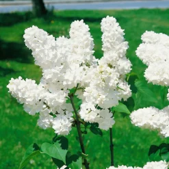 Odling & Trädgårdsskötsel|Häckplantor*Omnia Garden Syrén Vit 20-40 cm Krukodlade
