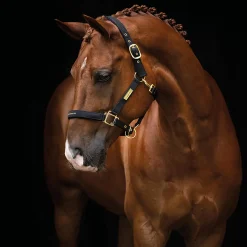 Djurgårdar & Djurhus|Skog & Lantbruk*HANSBO SPORT The Equestrian Life Ponny