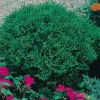Omnia Garden Tiny Tim 25-30 cm