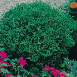 Omnia Garden Tiny Tim 25-30 cm