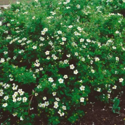 Kampanj Odling & Trädgårdsskötsel|Odling & Trädgårdsskötsel*Omnia Garden Trädgårdstok Abbotswood 30-50 cm