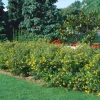 Odling & Trädgårdsskötsel|Häckplantor*Omnia Garden Trädgårdstok Goldfinger 30-50 cm