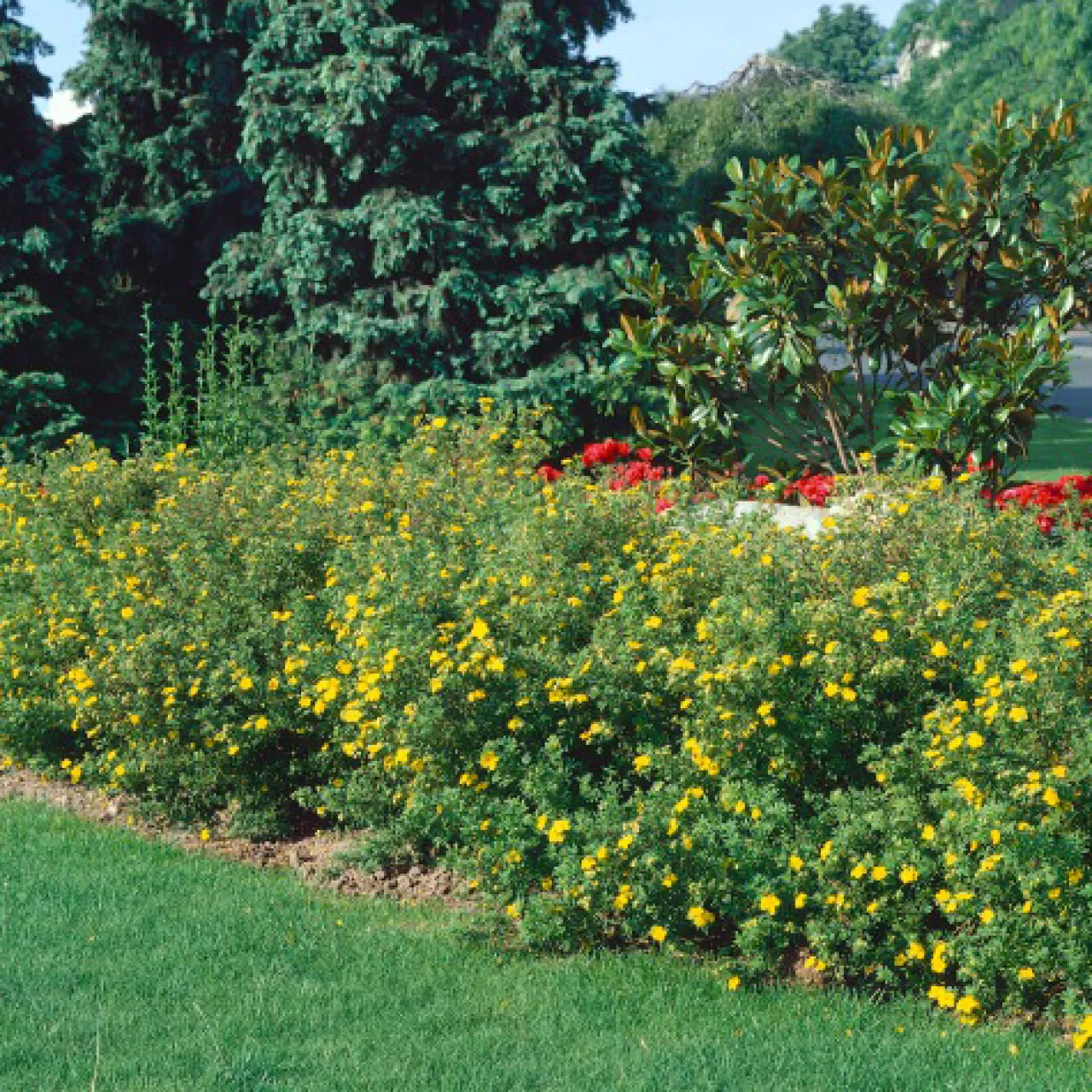 Odling & Trädgårdsskötsel|Häckplantor*Omnia Garden Trädgårdstok Goldfinger 30-50 cm