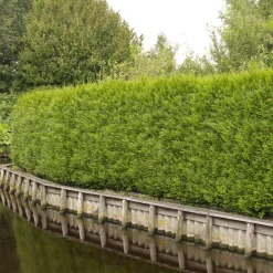 Snabbväxande Häck|Odling & Trädgårdsskötsel*Omnia Garden Tuja 100-125 cm