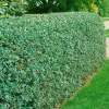 Omnia Garden Vinterliguster Liga 50-80 cm 6-10 Grenar