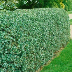 Omnia Garden Vinterliguster Liga 50-80 cm 6-10 Grenar