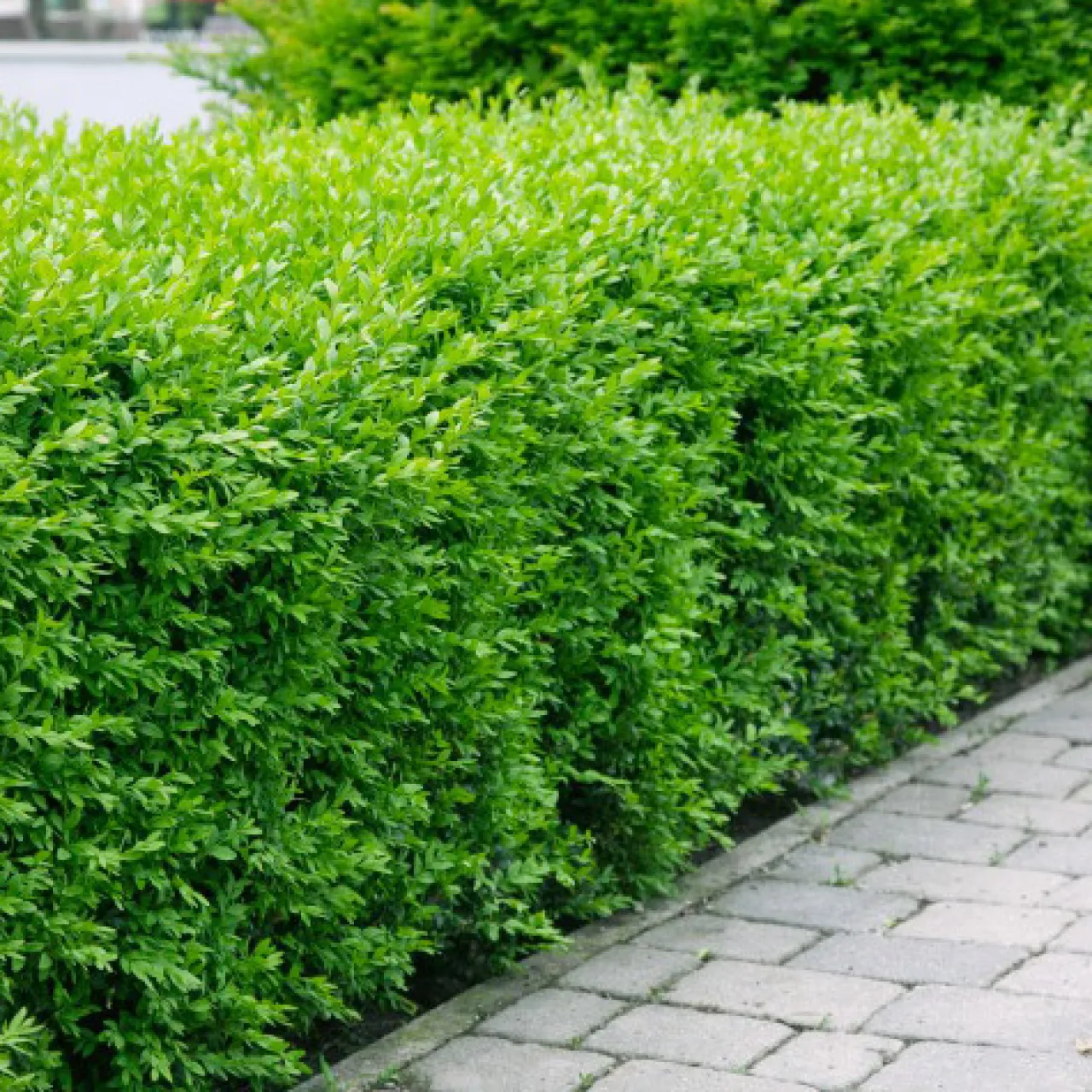 Omnia Garden Vinterliguster Liga Krukodlade