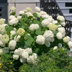 Omnia Garden Vit