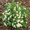 Omnia Garden Vit Ölandstok 10-30cm Krukodlade
