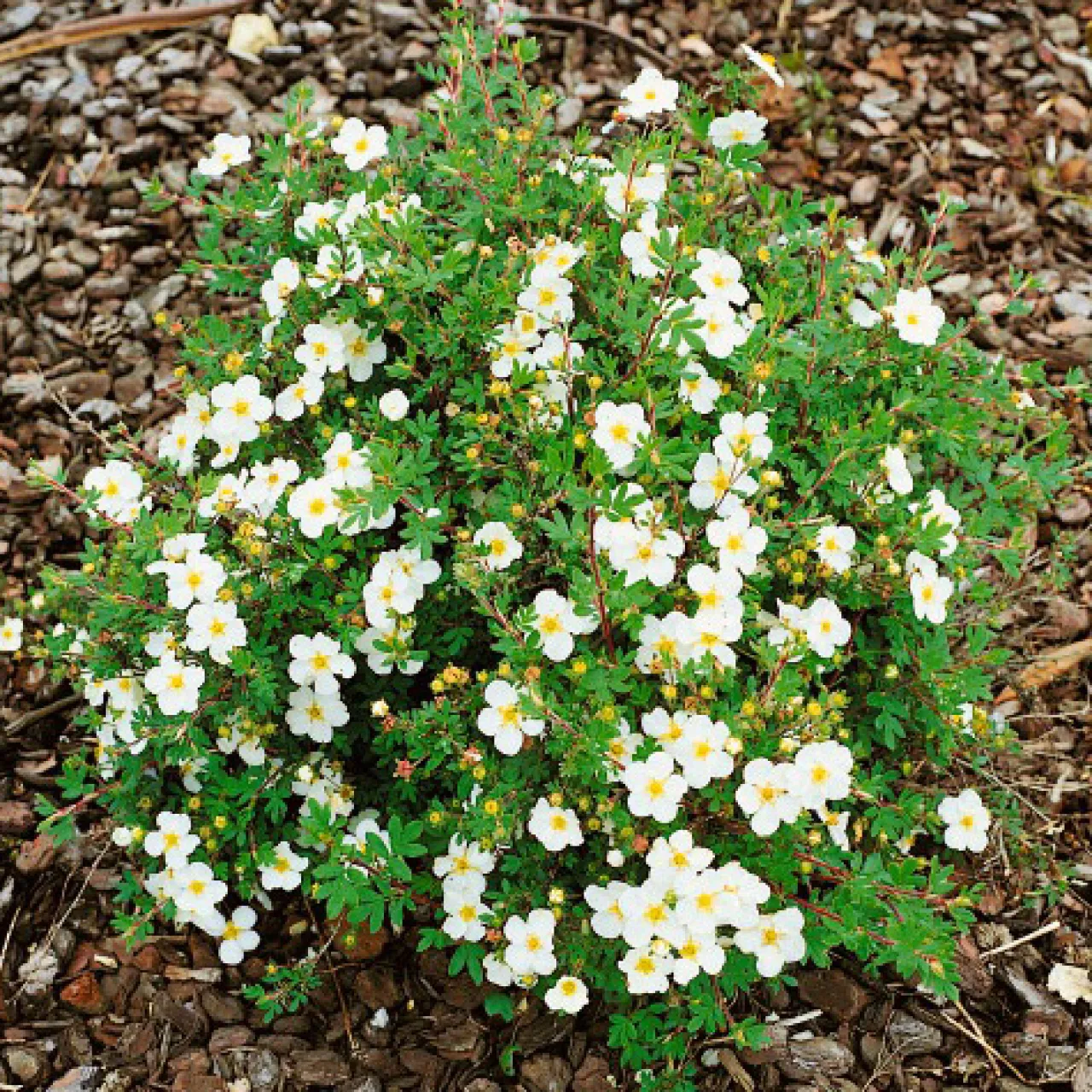 Omnia Garden Vit Ölandstok 10-30cm Krukodlade