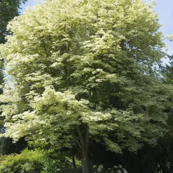 Omnia Garden Vitbrokig