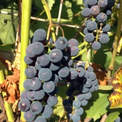 Omnia Garden Vitis Labruskavin Zilga E