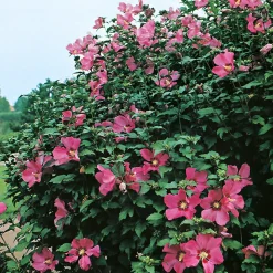 Omnia Garden Woodbridge